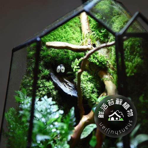 苔藓微景观雨林生态瓶缸青苔室内绿植创意桌面盆栽迷你植物小摆件
