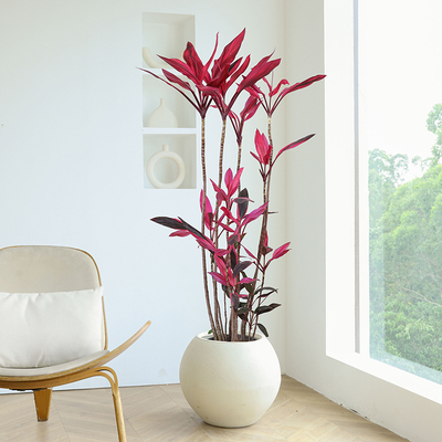 红叶朱蕉室内盆栽植物客厅阳台办公室观叶花卉红叶铁四季好养绿植