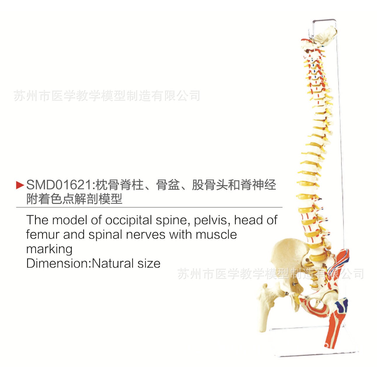 SMD01621枕骨脊柱、骨盆、股骨头和脊神经附着色点解剖模型