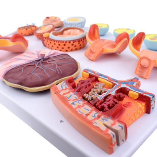 生产供应受精与早期胚胎发育过程模型 受精过程模型 胚胎模型