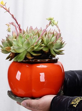 柿子有孔陶瓷花盆多肉绿植花瓶花架种花花器花盆客厅桌面玄关摆件