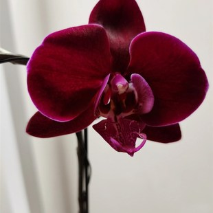 冬季送保温牛记黑脸蝴蝶兰2.8寸杯抽梗苗带花剑花卉包对版