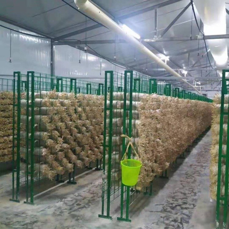 大棚平菇种植架蘑菇网架菌包养殖架绿I色铁丝网格平菇食用菌网格