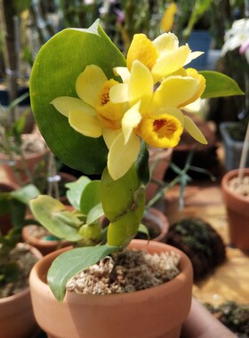 具槽石斛(Dendrobium sulcatum Lindl.一盆