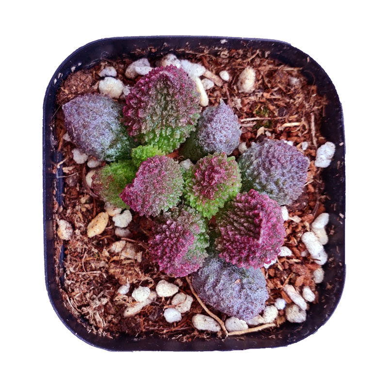 大尤朱紫玉水泡稀有贵货品种多肉植物窗阳台桌面小盆栽庞子丸叶翠