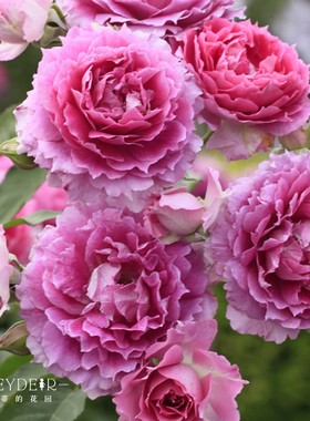 海蒂的花园月季花苗蓝色阴雨真宙胭脂扣花卉盆栽阳台庭院易活植物