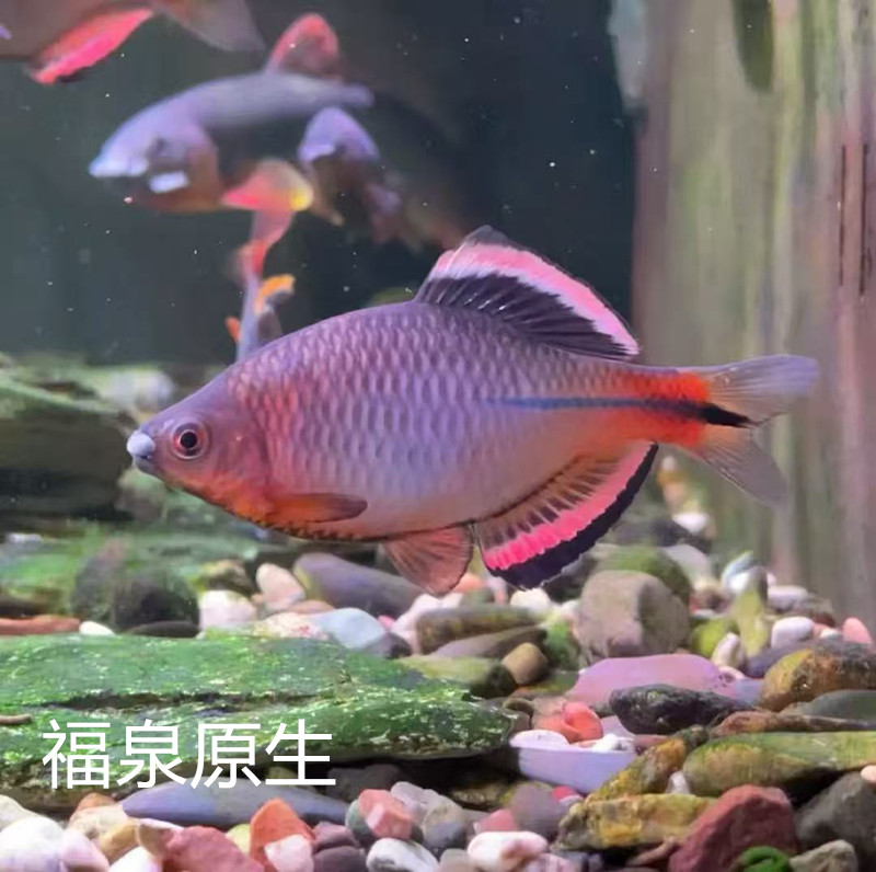 泉州齐氏鱊 溪流泉齐鱼 小型冷水观赏鱼鳑鲏鱼好养耐活新手练手鱼