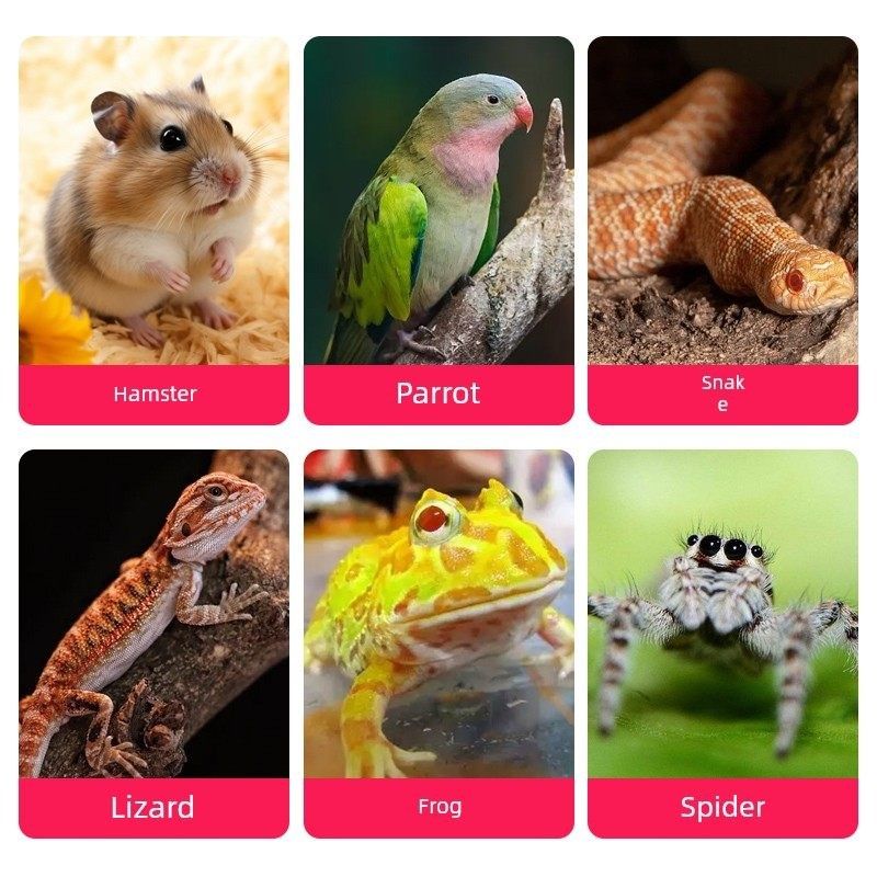 爬宠快递箱宠物仓鼠蜥蜴乌龟蜘蛛鹦鹉保温箱专用防摔防水潮,包装,泡沫箱,淘宝优惠券,粉丝福利购,淘宝优惠卷