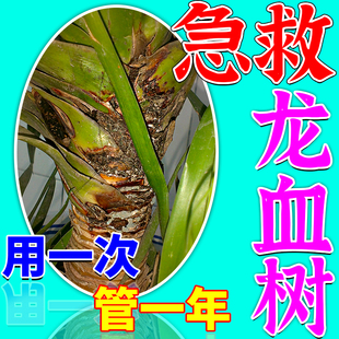 龙血树专用肥料硫酸亚铁营养液龙须树叶尖发黄干枯根腐炭疽病全清