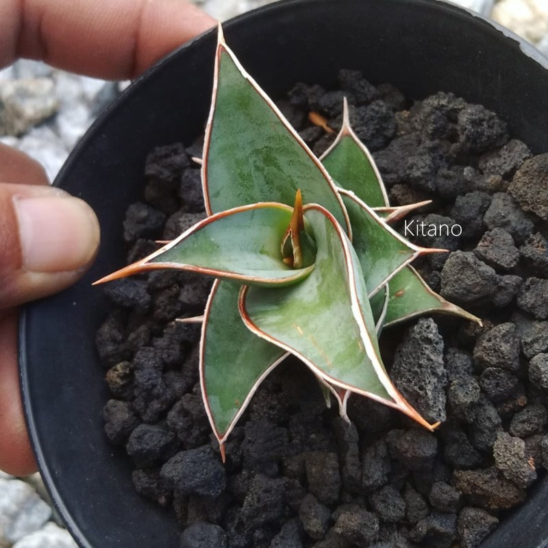 步行者虎皮兰 冷门稀缺多肉植物小盆栽 珍藏品龙舌兰科硬叶大花卉