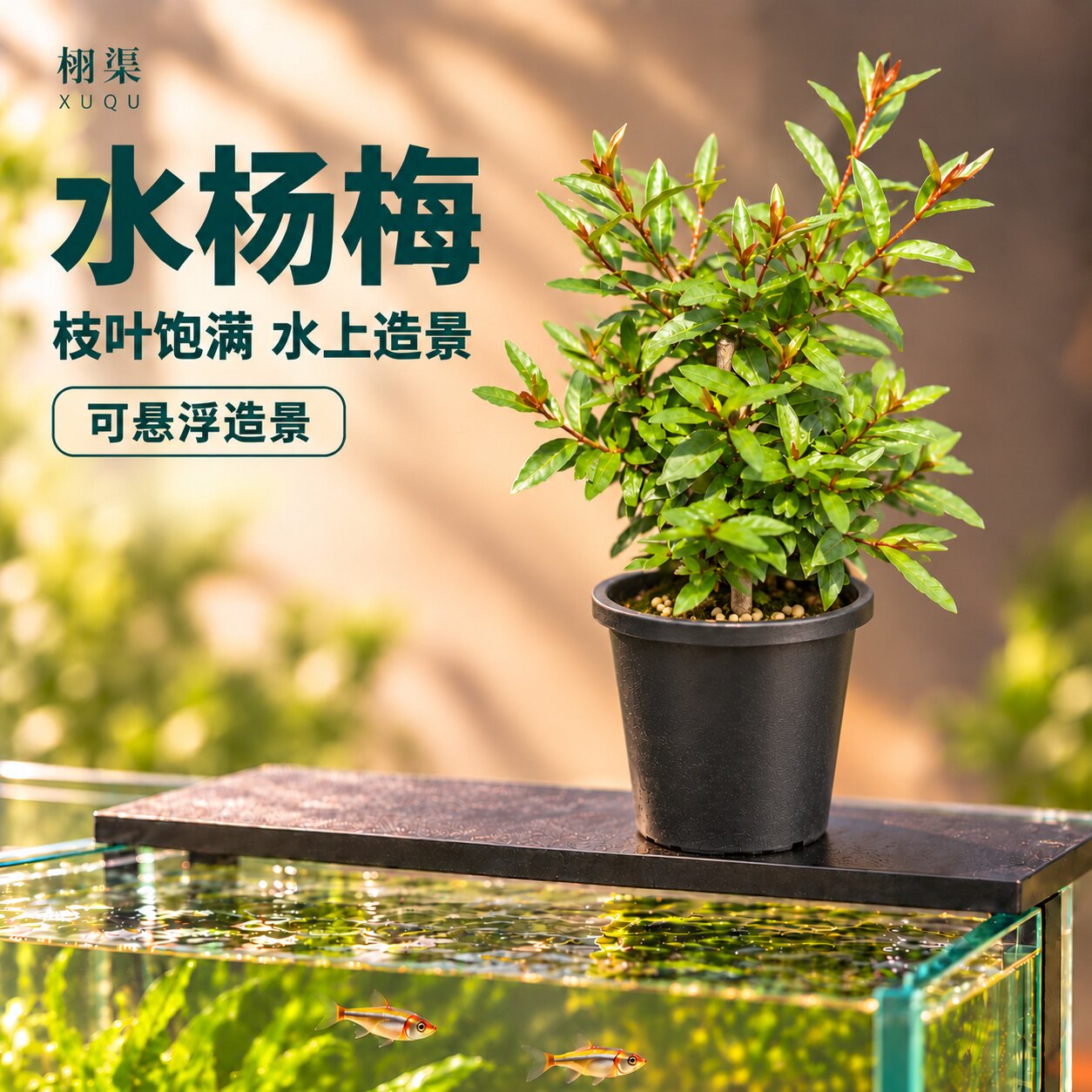 水杨梅水培水生植物原生鱼缸增氧造景树老桩水草净化水质好养易活