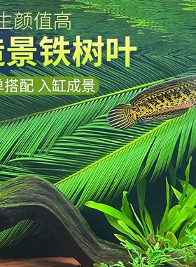 天然铁树叶沉叶鱼缸造景南美缸原生缸装饰树叶网红沉叶黄色树叶