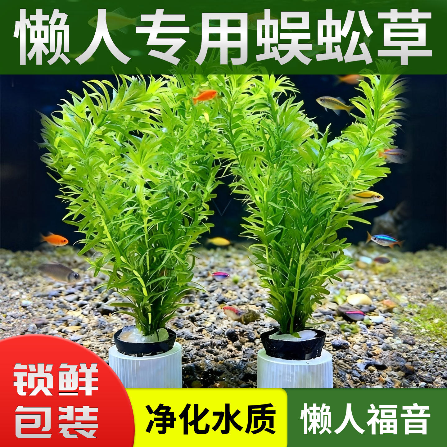 蜈蚣草鱼缸水草造景专用植物杯火山石增氧生态养鱼净化水质养不死