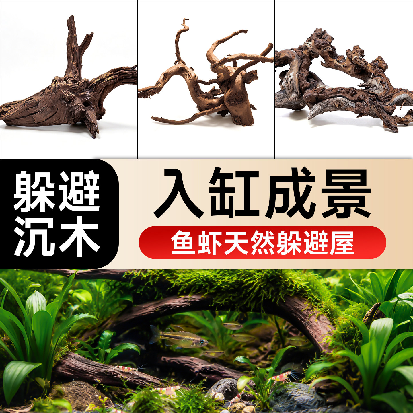 鱼缸躲避沉木紫柚木杜鹃根图片