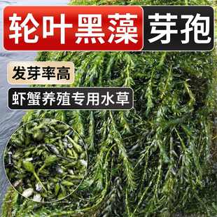净化水草轮叶黑藻芽孢懒人养鱼生态鱼缸绿植淡水增氧水质水培植物