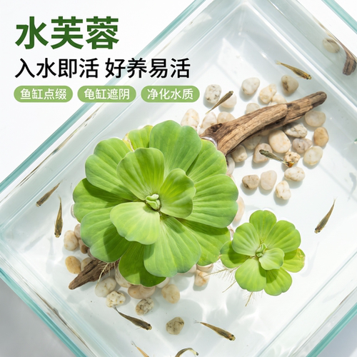 水芙蓉漂浮水草净水鱼缸造景