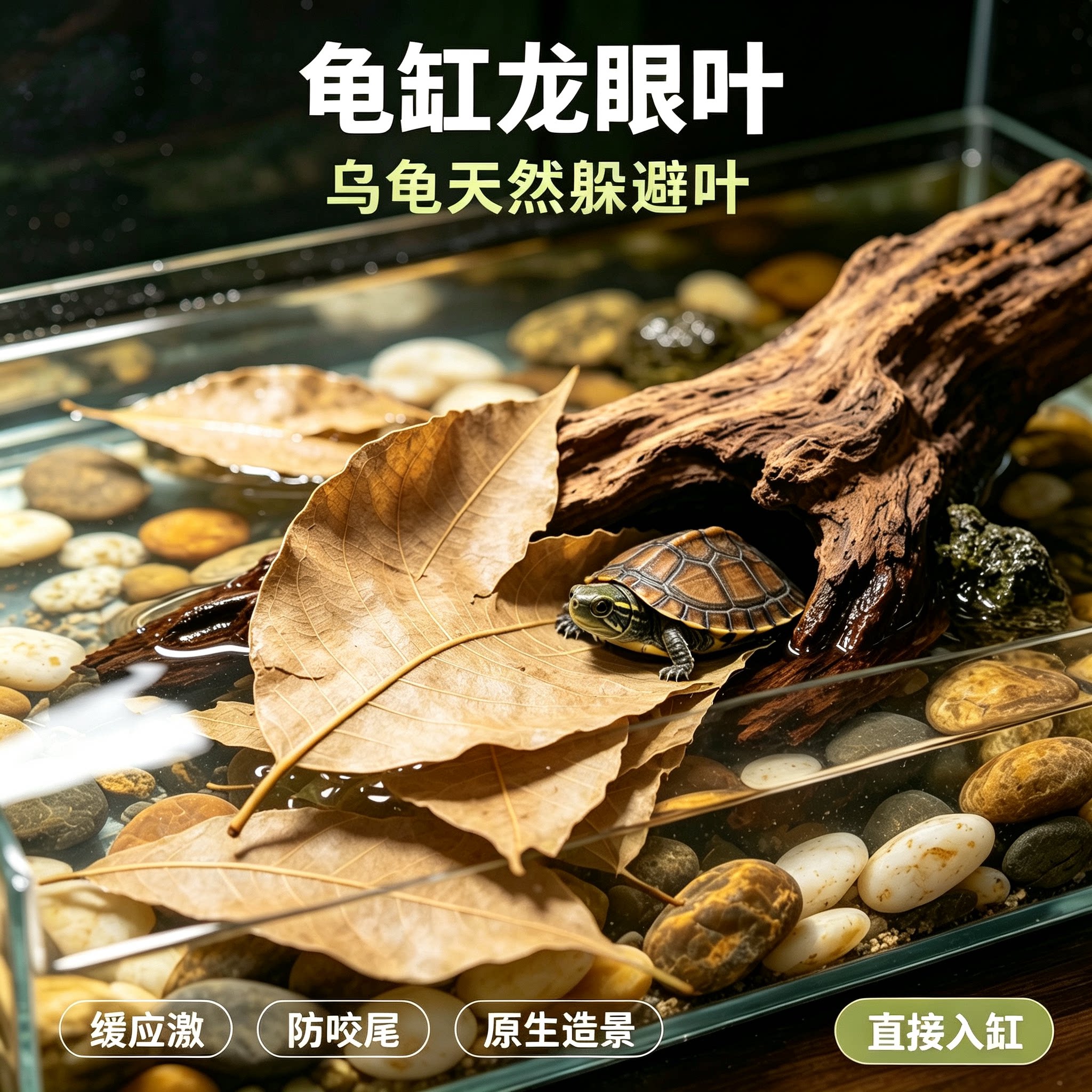 乌龟养水专用免煮龙眼叶预防腐皮图片