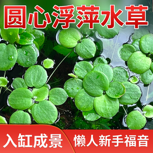 鱼缸造景懒人生态养鱼水草圆心浮萍净化水质专用迷你增氧水培摆件