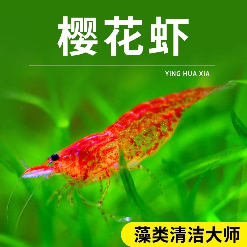 樱花虾火焰虾玫瑰虾宠物观赏虾除藻清洁虾鱼缸工具虾小型活体,宠物/宠物食品及用品,猫狗汽车安全带,淘宝优惠券,粉丝福利购,淘宝优惠卷