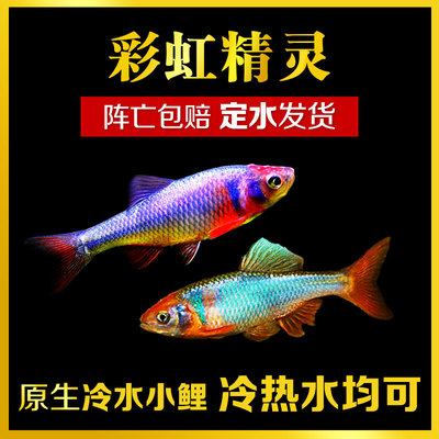彩虹精灵鱼卢伦真小鲤原生冷水耐寒群游草缸鱼活体鳑鲏杂食小型鱼