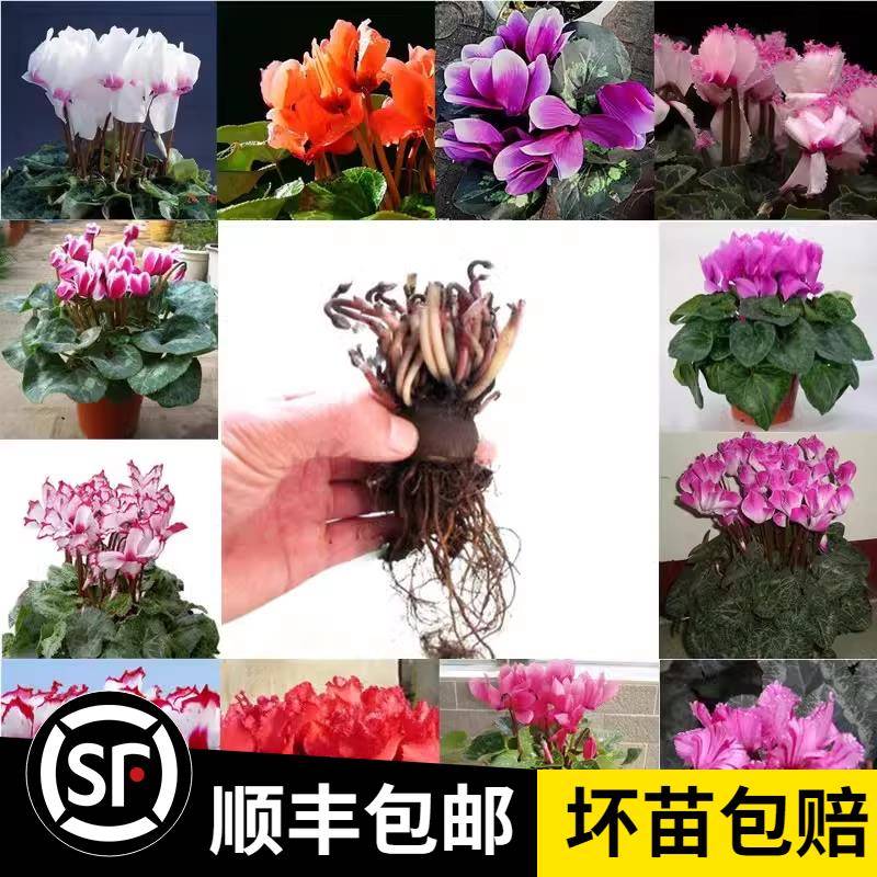 仙客来花a种球 先客来花苗花种四季开花原生花籽大球苗子迎客来花