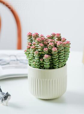钱小串桌面栽多肉植KVB物办公室内台防辐射绿植懒盆人花阳好养活