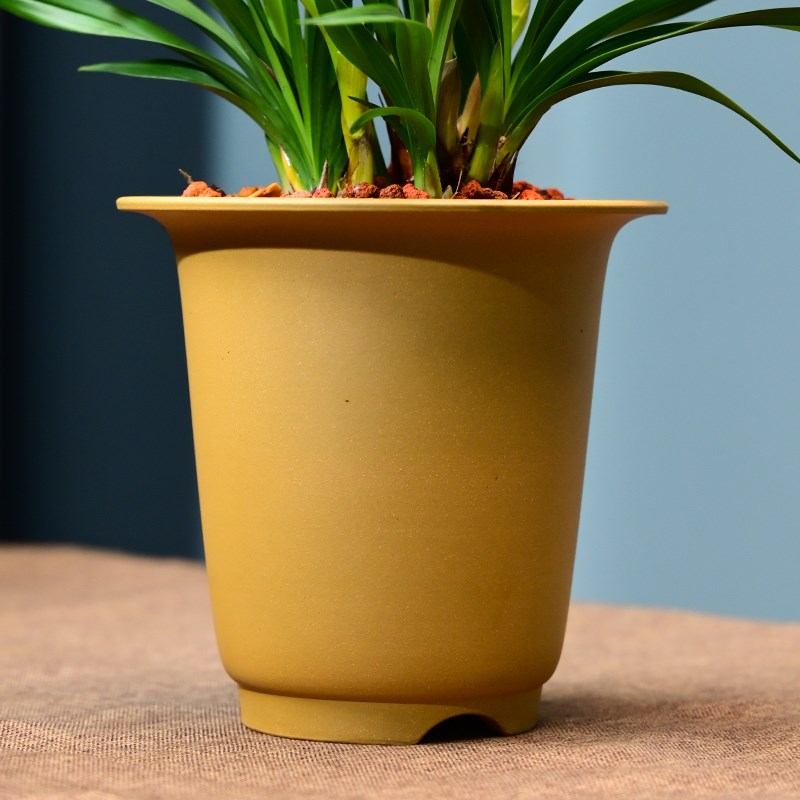 0413金玉满堂兰花花卉绿植盆栽室内客厅办公茶桌阳台浓香不带花苞