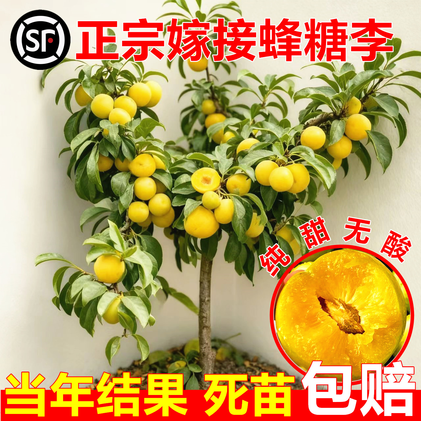 正宗蜂糖李子树苗空心李子苗