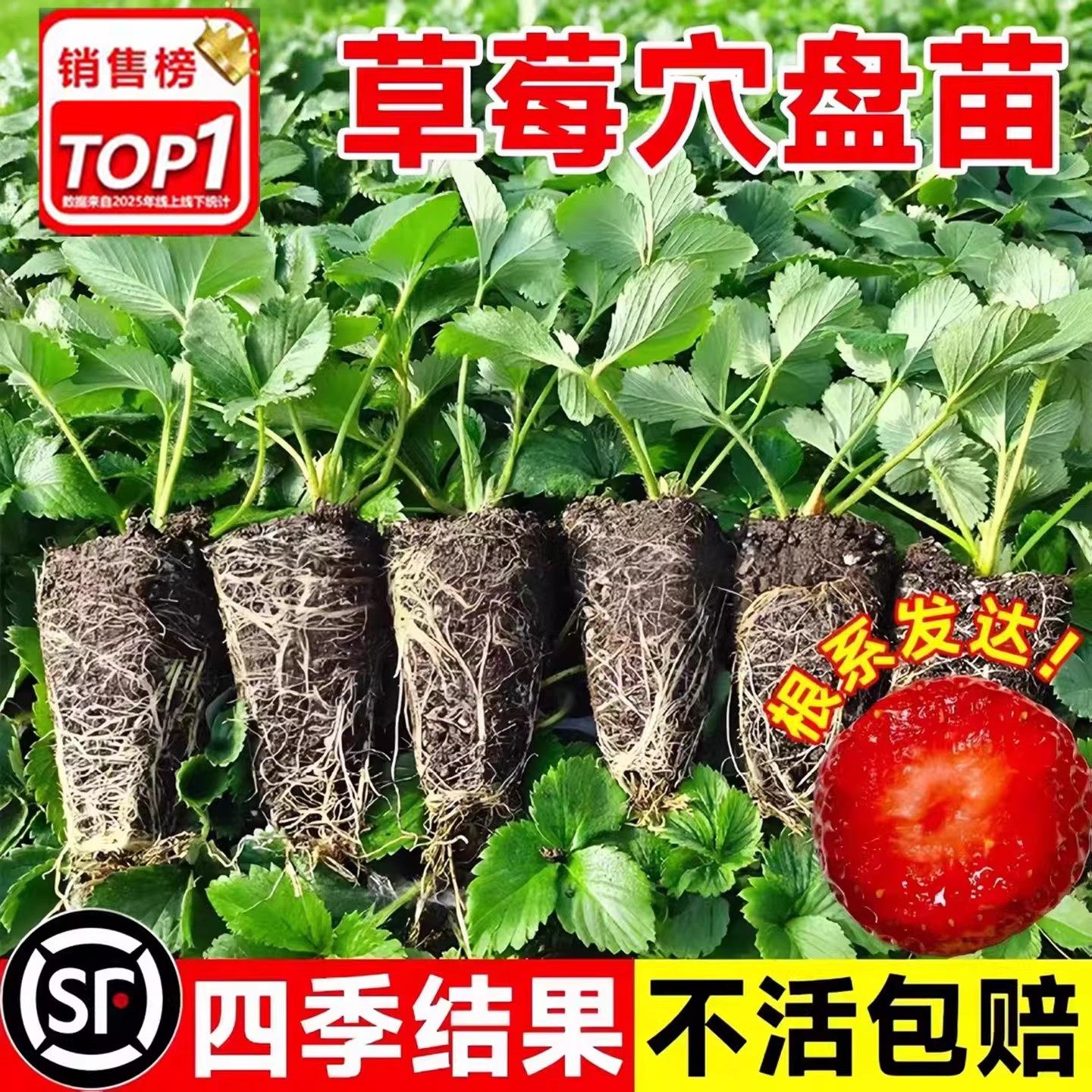 草莓苗秧四季结果盆栽种子穴盘苗奶油特大号优质玄玉红颜隋珠,鲜花速递/花卉仿真/绿植园艺,果树,淘宝优惠券,粉丝福利购,淘宝优惠卷