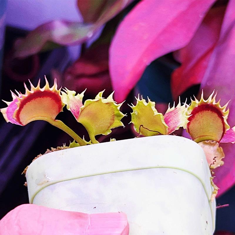 【饺子捕蝇草】食虫植物 食人花驱蚊草捕虫草 趣味绿植盆栽包邮