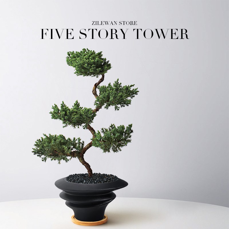 五层塔松树苗盆栽室内客厅玄关迎客松植物盆景办公室绿植乔迁送礼