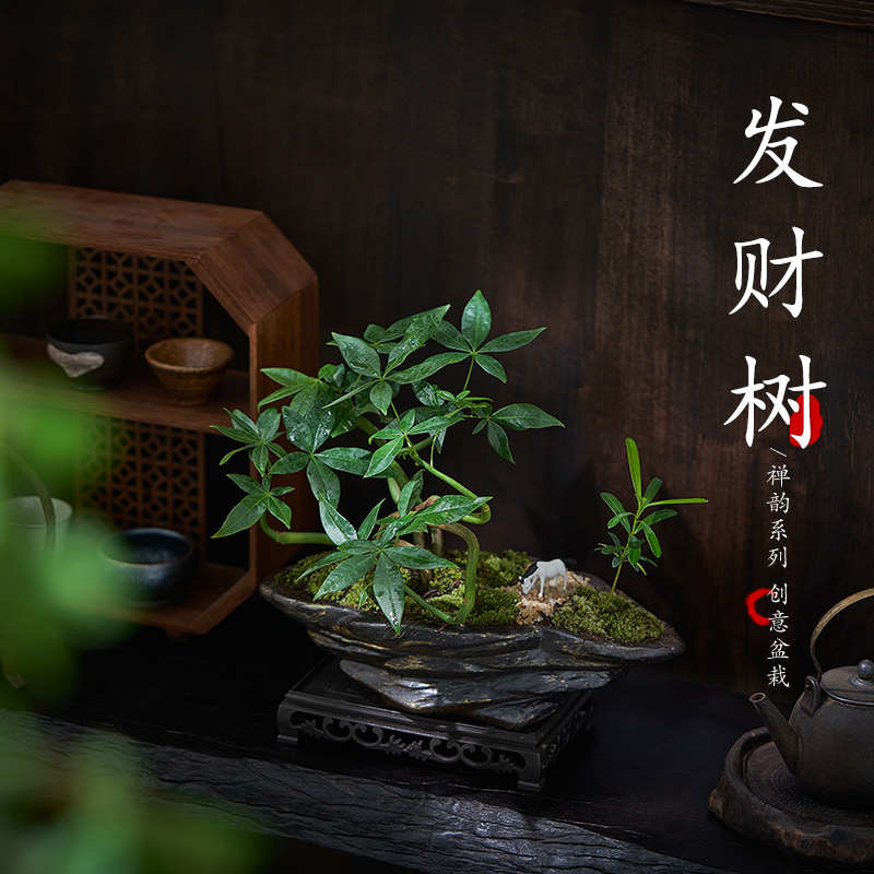 五福发财树造型盆景桌面室内办公室茶几J四季好养新中式微景观绿