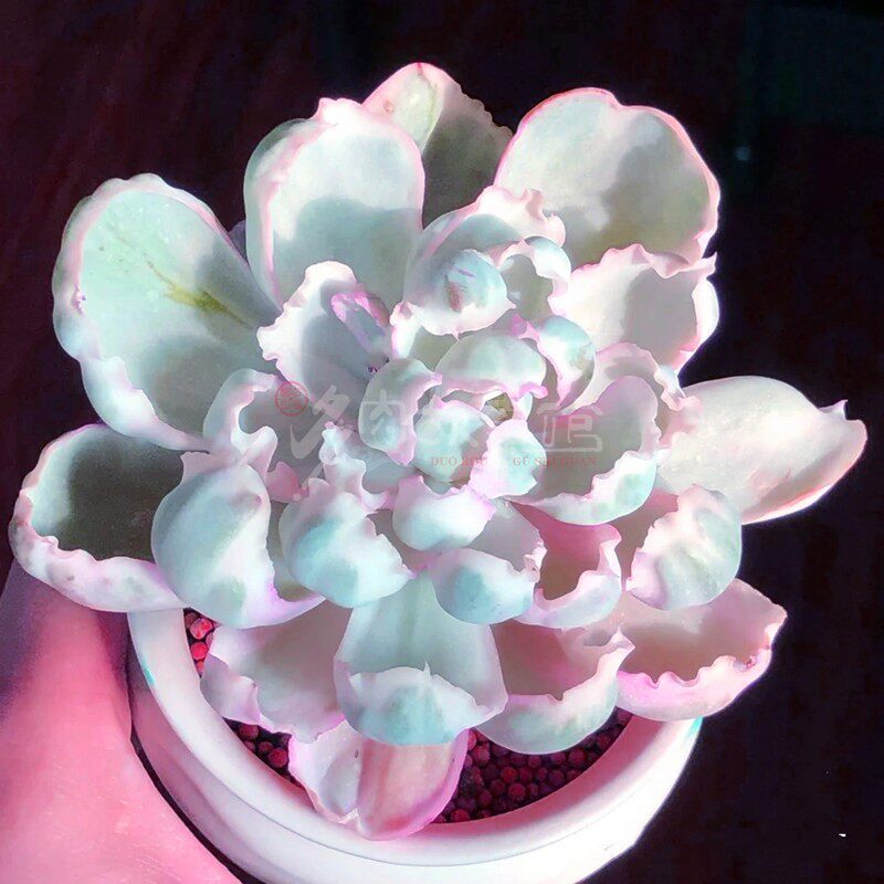 多肉植物 伯克利锦 稀少高端贵货自然锦颜色独特带盆栽好美观