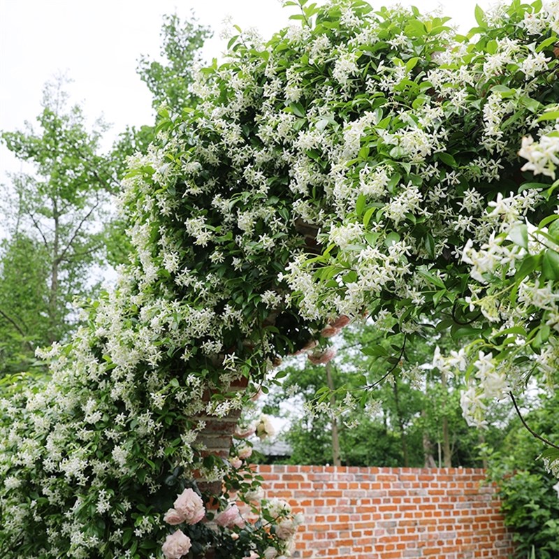 海蒂的花园风车茉莉络石藤耐阴清香阳台庭院爬藤植物盆栽[龙泉仓]