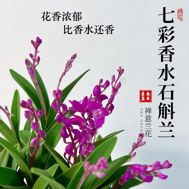 冬带花苞泼墨石斛盆栽秋石斛兰花苗懒人花卉绿植四季开花净化空气