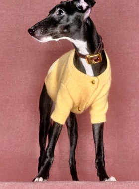 三色针织开衫毛衣 JACQUES WEI小型犬保暖黄色紫色新年红 petisan