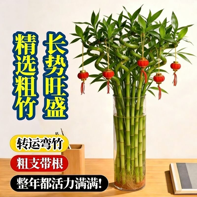 带根水培转运竹富贵竹植物水养弯竹开运竹子盆载客厅室内好养绿植
