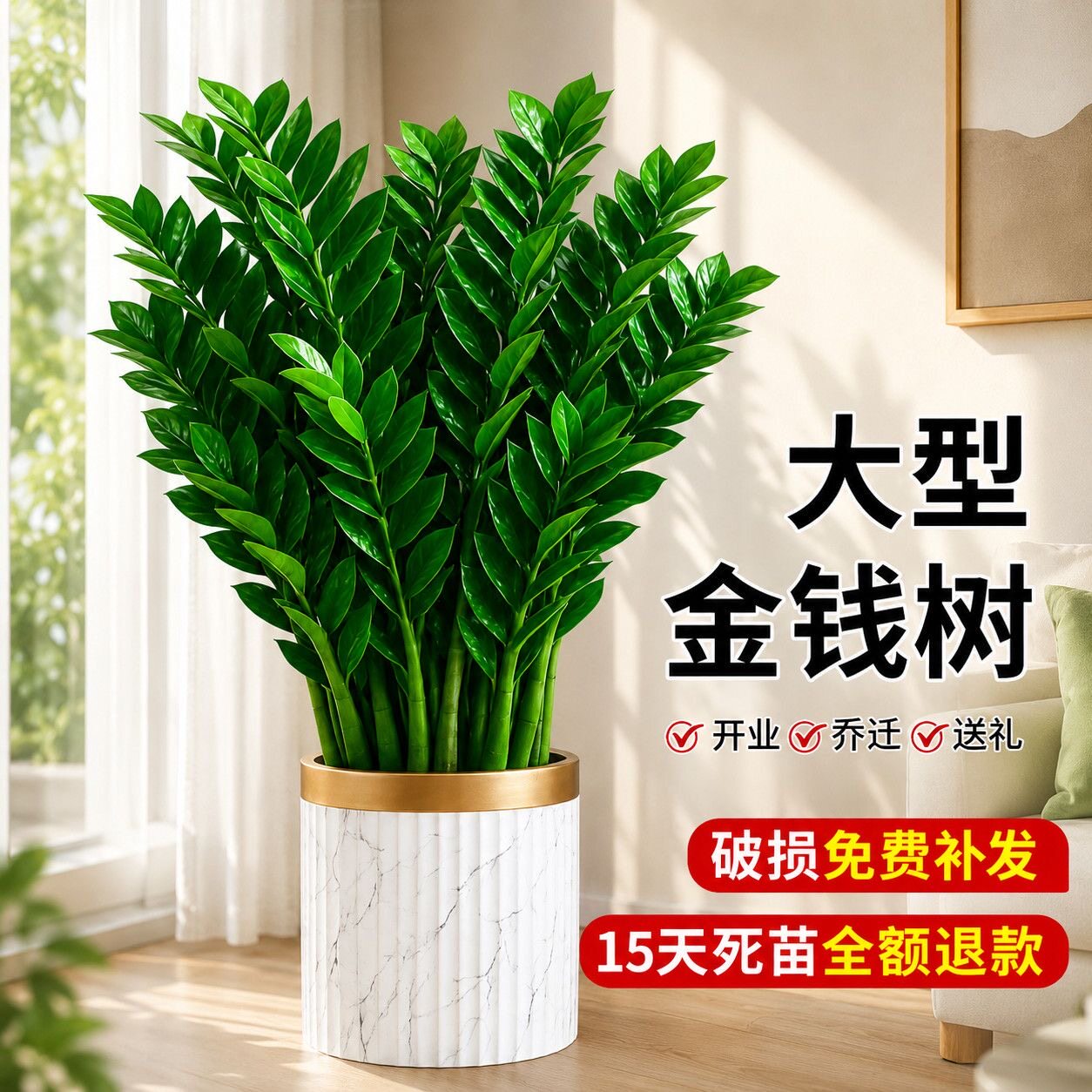 大棵金钱树办公室盆栽高植物室内花卉客厅大绿植钱串子招财发财树