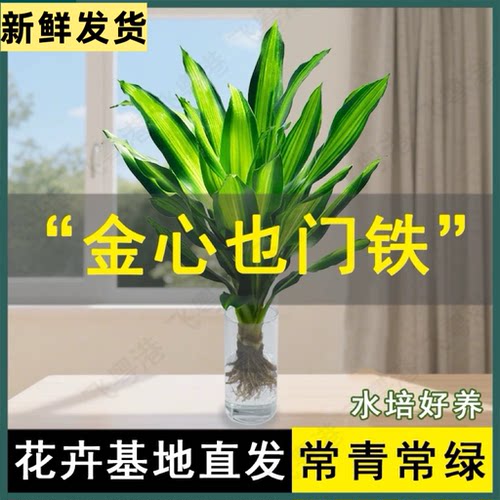 香龙血树金心也门铁巴西铁大盆栽室内水培净化空气客厅绿植办公室
