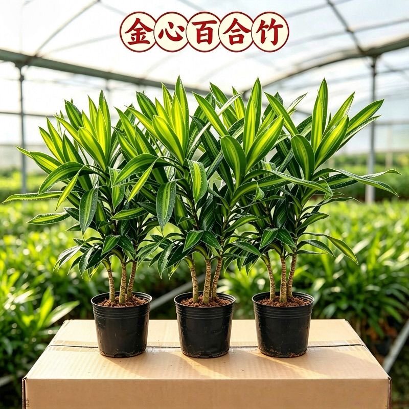金心百合竹真绿植室内客厅落地轻奢装饰品四季常青网红绿植好养活