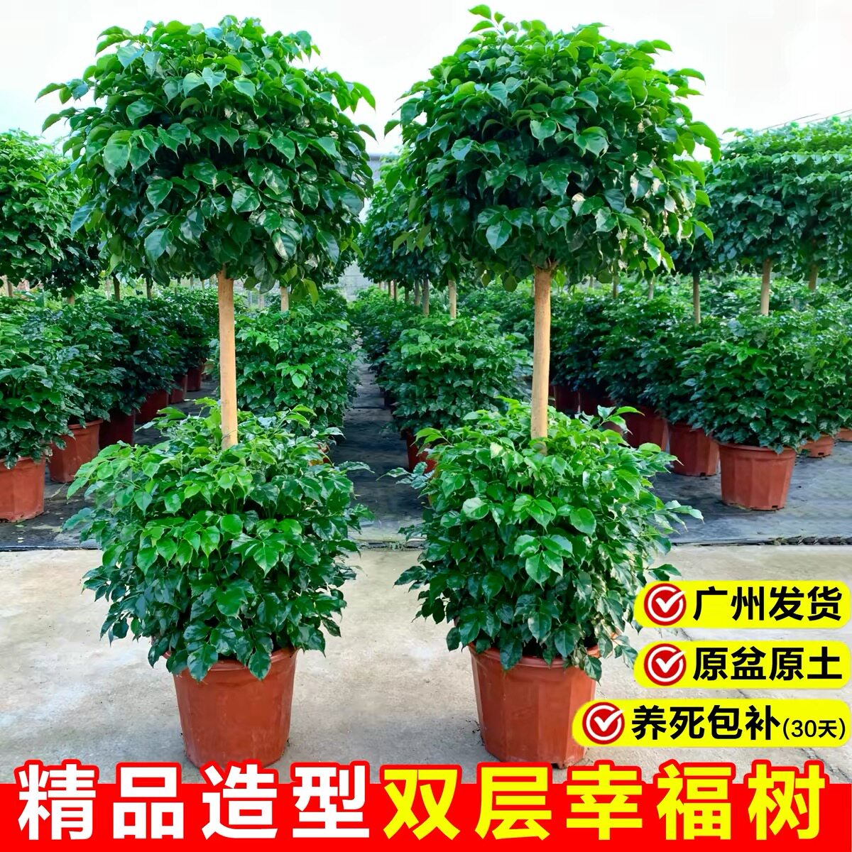 造型两层幸福树大型客厅办公室三层绿植室内平安植物净化空气盆栽