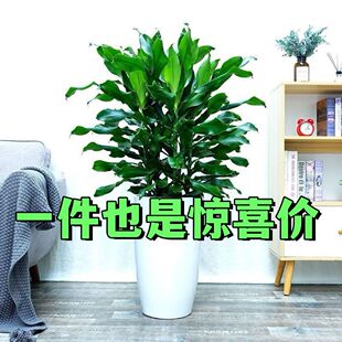 水培巴西铁青叶铁懒人花卉植物绿植盆栽招财客厅净化空气四季常青