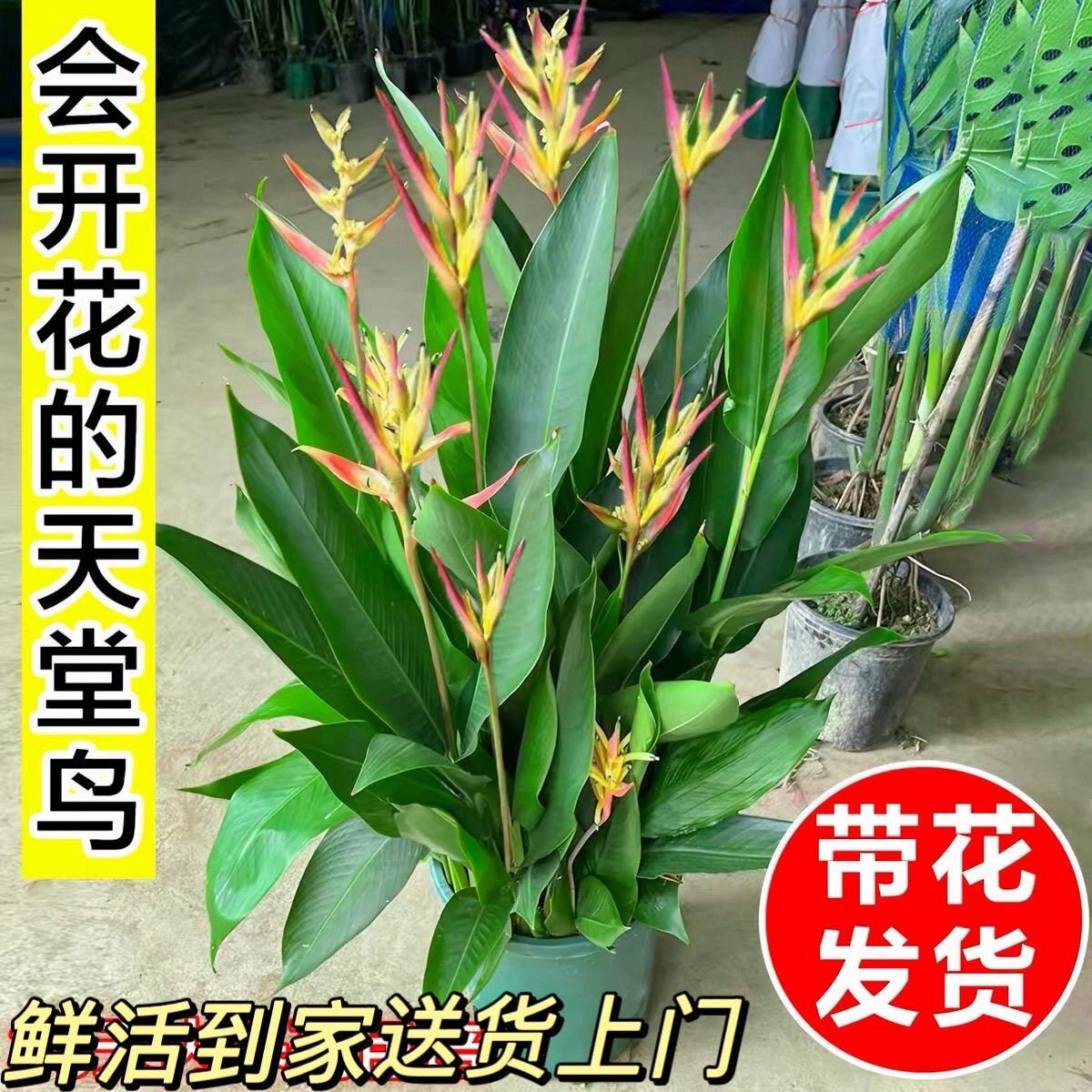 带花苞富贵鸟开花绿植室内客厅送礼开业四季常青办公室植物盆载好
