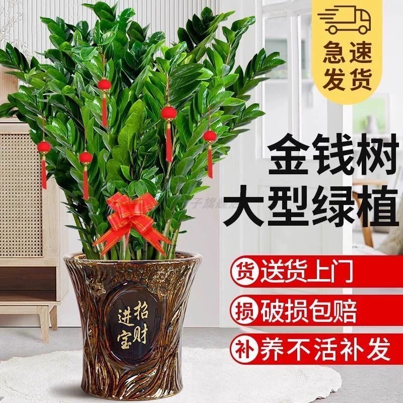 金钱树盆栽客厅大花盆办公室内旺宅大型好养绿植摆件乔迁摇钱串子
