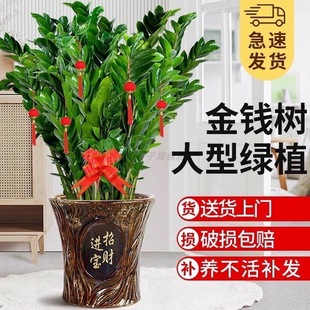 金钱树盆栽客厅大花盆办公室内旺宅大型好养绿植摆件乔迁摇钱串子
