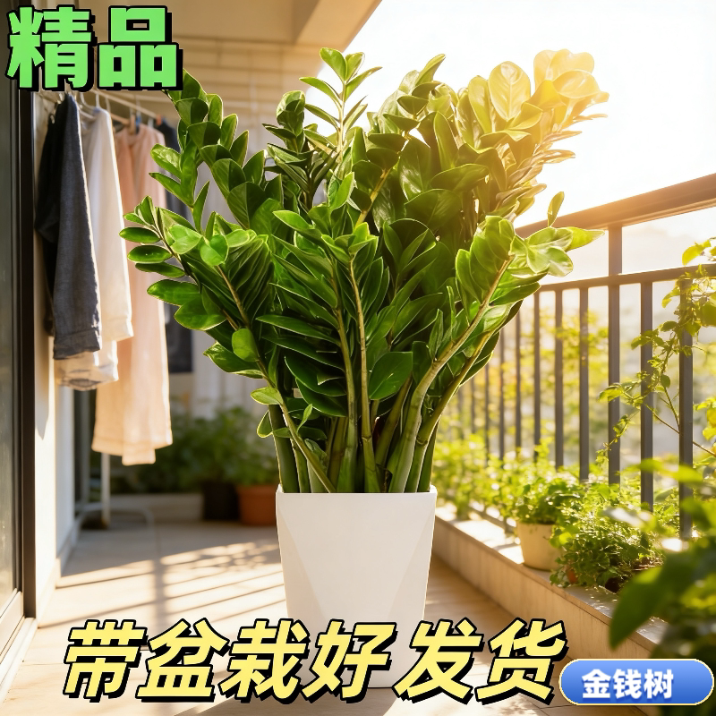 金钱树盆栽摆件客厅室内植物招财树办公室大型绿植开业发财树好养