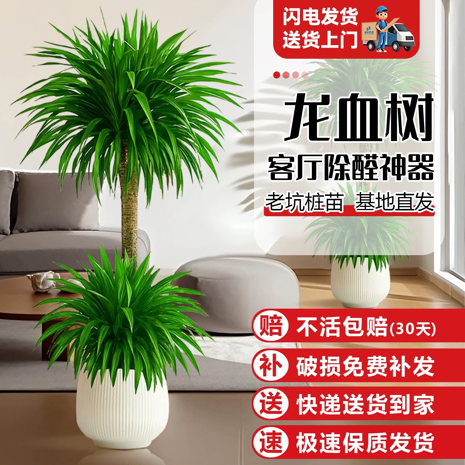 龙须树盆栽多头龙血树客厅摆件花卉植物办公室绿植招财超大型好养