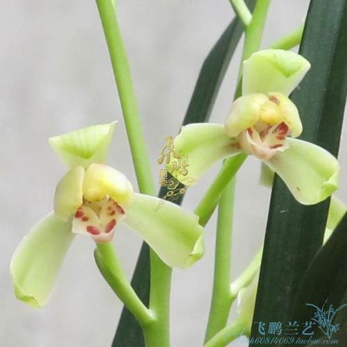 兰花苗建兰 一品梅（盖梅) 八大品四季兰易养庭院绿植盆栽