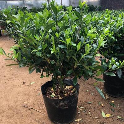 小叶栀子花独杆盆栽四季植物室内好养带花苞桌面阳台开花清香绿植