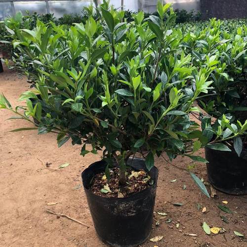 小叶栀子花独杆盆栽四季植物室内好养带花苞桌面阳台开花清香绿植